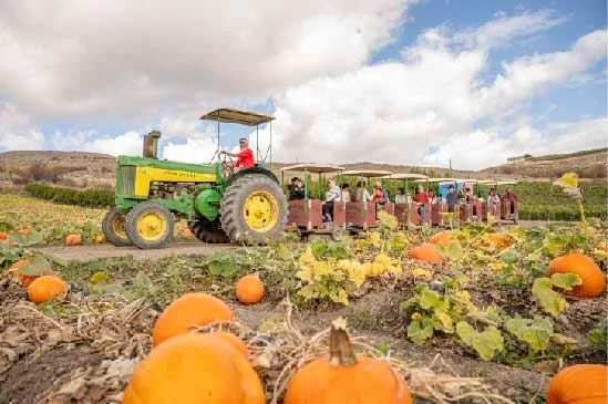 Davison closes October 31!

You still have time to pick your perfect pumpkin! 🎃
Rides run Wednesday to Sunday from 10 to 4.

Stock up for winter! Grab our 3L or 9L packs of fresh Delicious apple juice! 🍎
And why not get a head start on your Christm