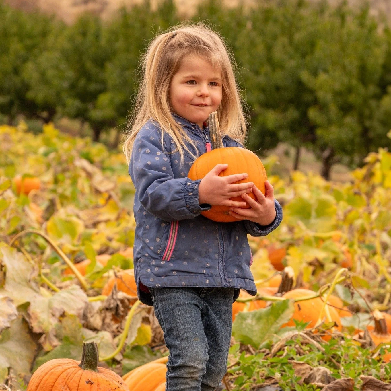 Come enjoy the farm today!
🍔BBQ starting at 11 AM
🎃U-Pick pumpkins from 10 AM to 4 PM
🍎Caramel apple bowls from 11 AM
🍂Loads of fall fun for the whole family
🚫No entrance fee! Come see the farm in all its autumn splendor 🍁🎃
Open daily 9