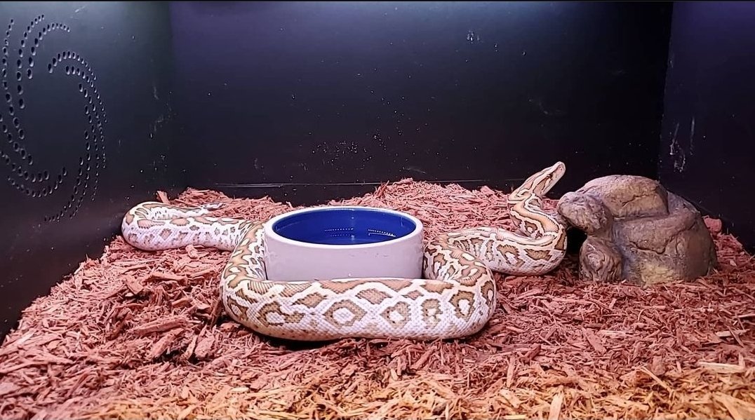 snake enclosure afterpay