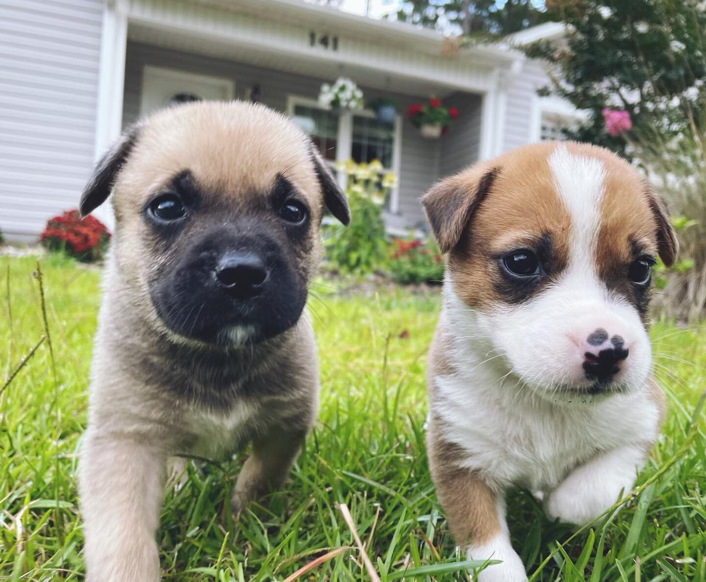 our bottle fed babies are officially looking for their forever homes 🥹

meet littlefoot (male, brown / left) and ducky (female, tri-color)🦖🦕

these kiddos are ~ 8 weeks old and the epitome of pokey little puppies. they&rsquo;re water and adventure