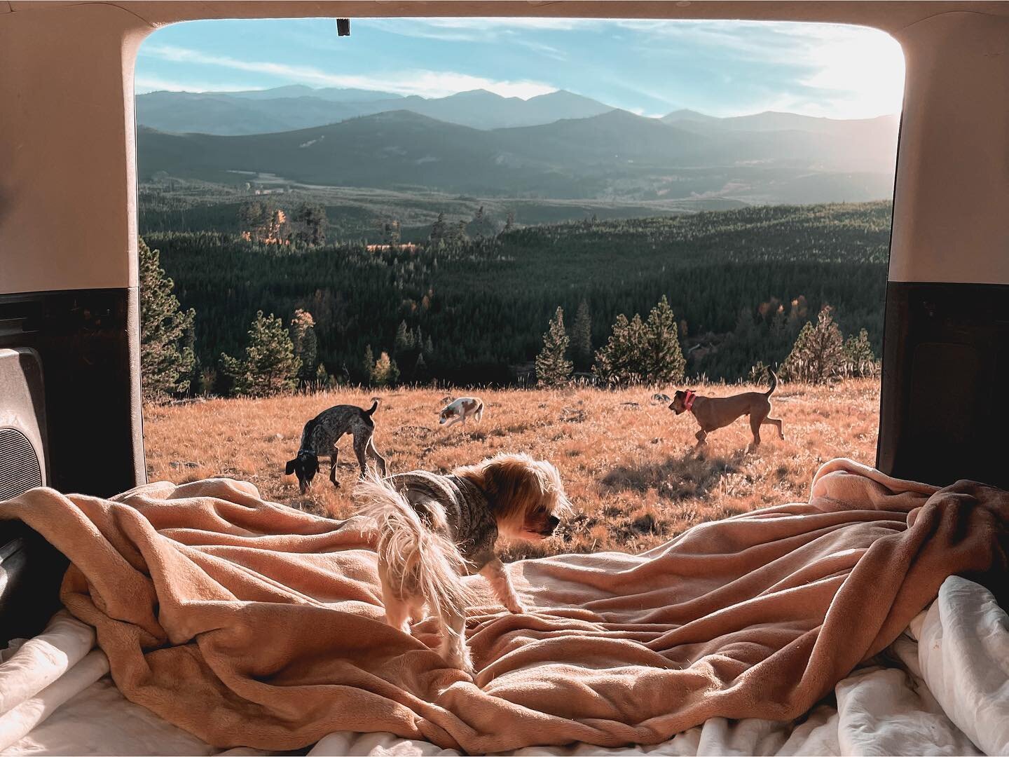 last chance to enter to win an adventure dog + camping gear giveaway loaded with gear for you and your pup! 😍

this sweet package includes:
@hestoutdoors Dog Bed + Pillow ($350 value) 
@gunnerkennels G1 Kennel ($700 Value) 
@moon_fabrications Awning