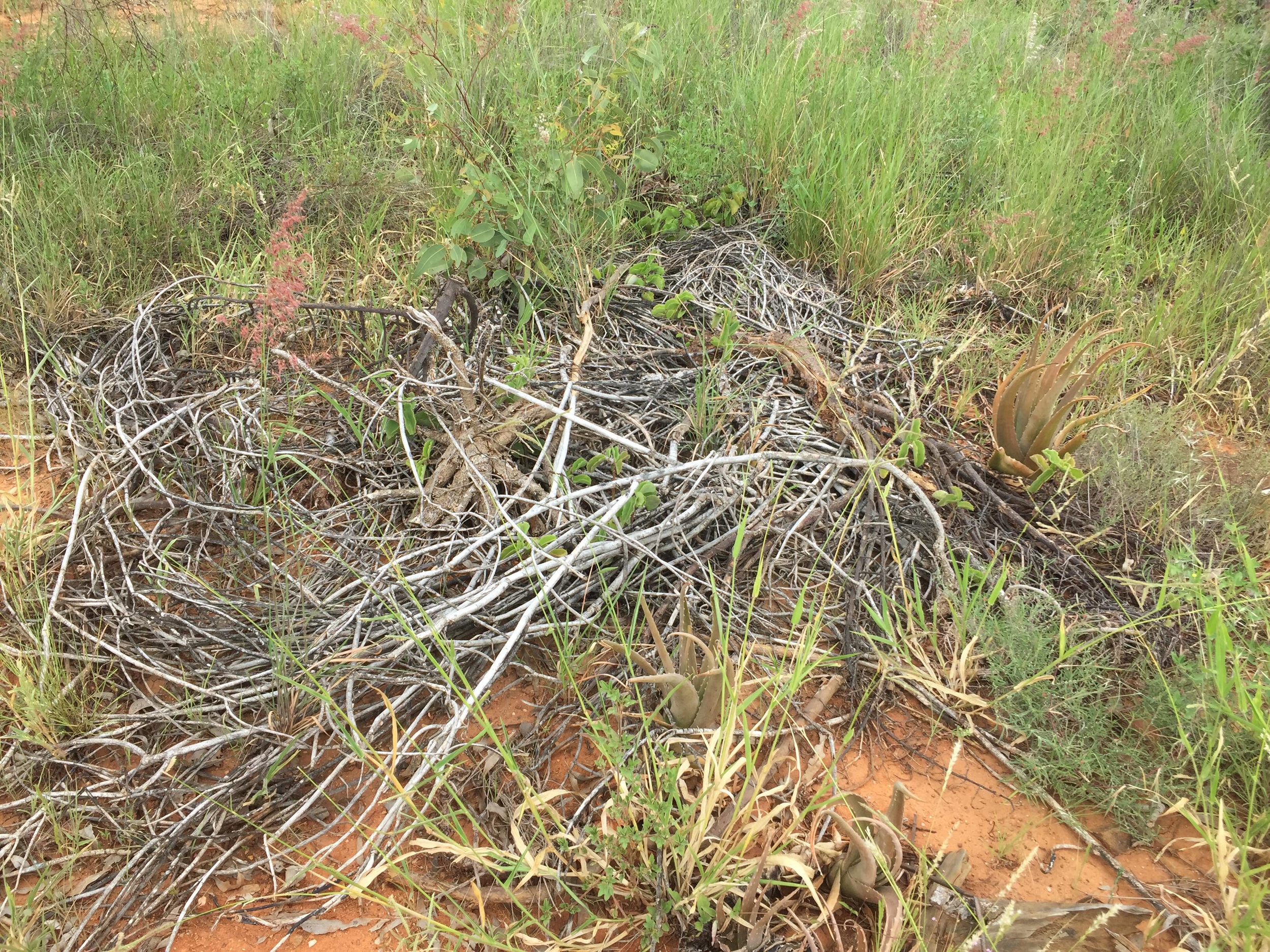 Green waste goes to the dump!