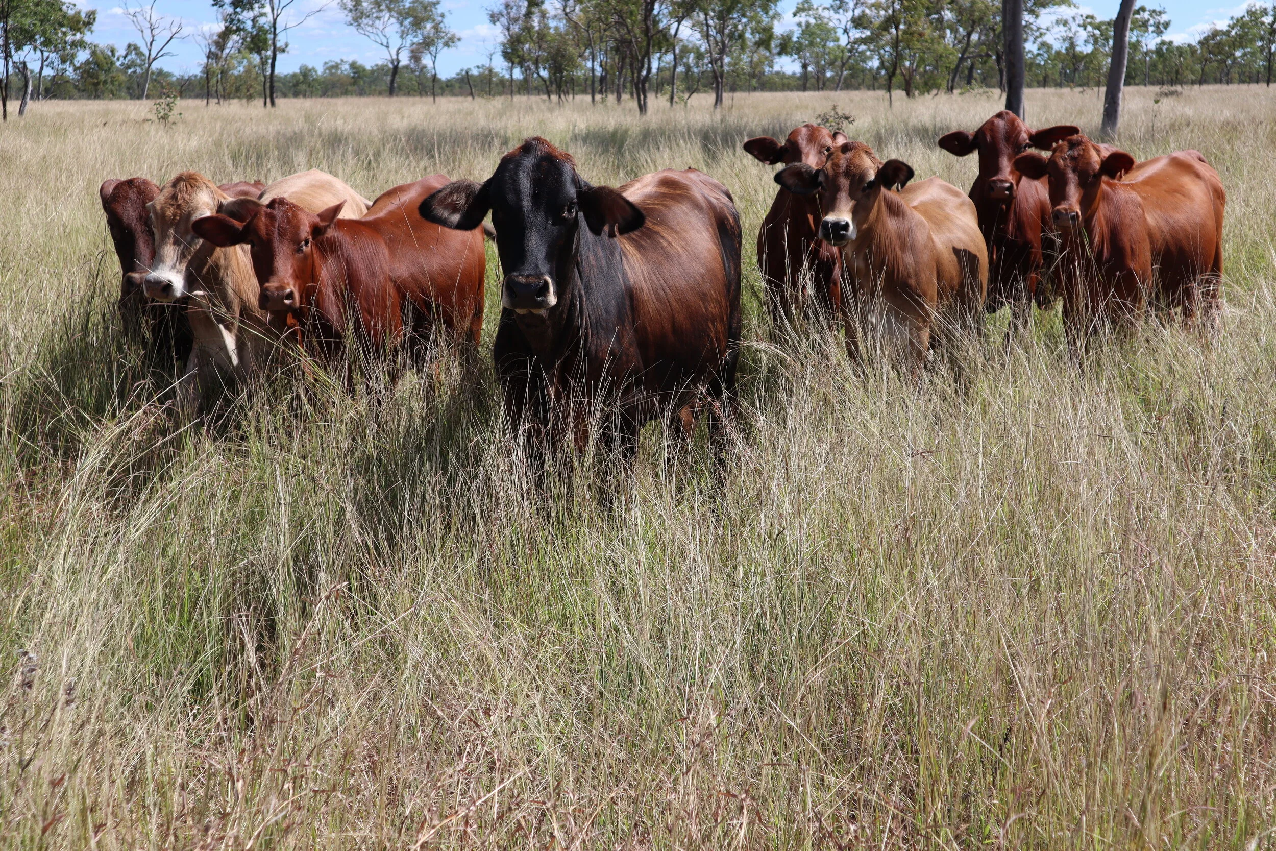 Increasing profits: more than just live weight, ex farm gate