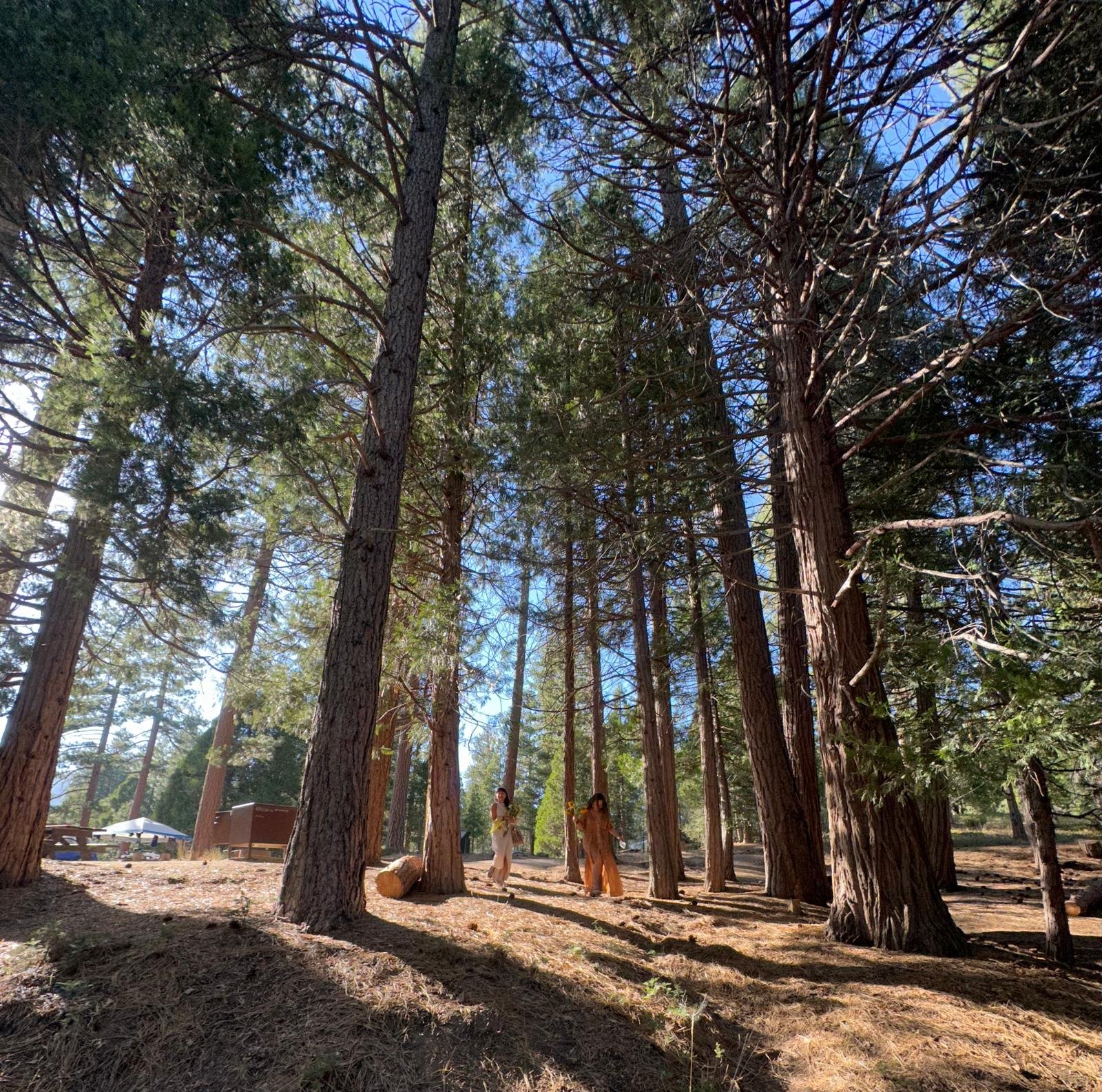 A forest scene with tall trees and two women walking on a dirt path under the trees, with blue sky visible through the branches.