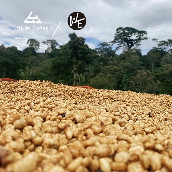【衣索比亞】花蝶蜜處理＆訂製日曬組合（已完售）