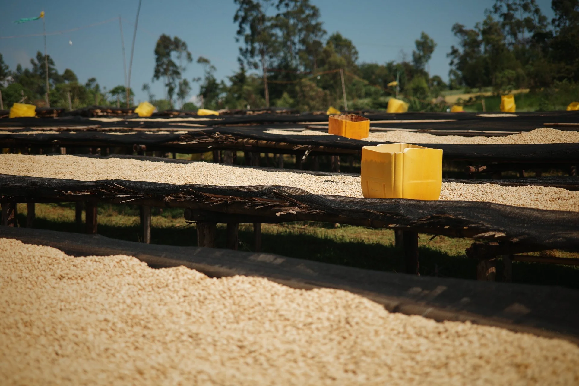 Tri-Up 年末最新產季杯測會（報名已額滿）