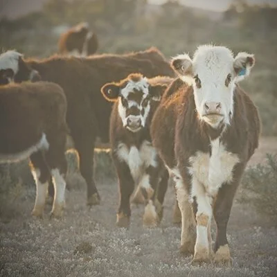 Agriculture