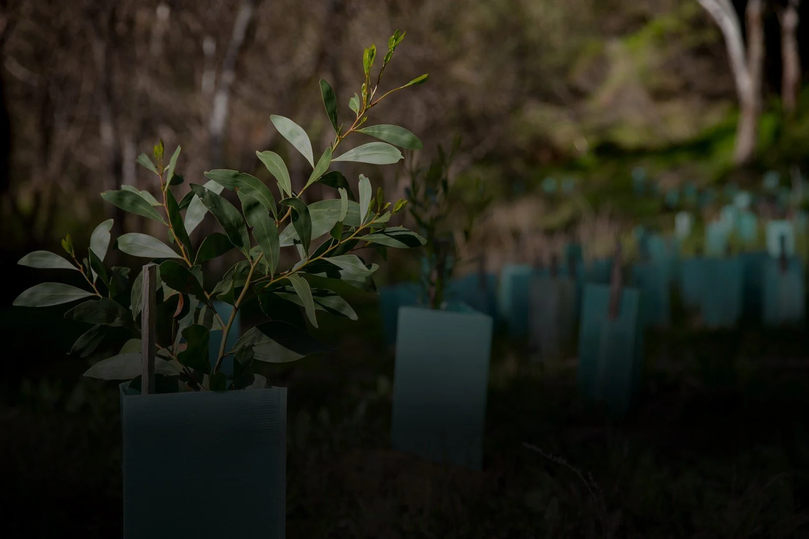 Banner gradient overlay v2.jpg