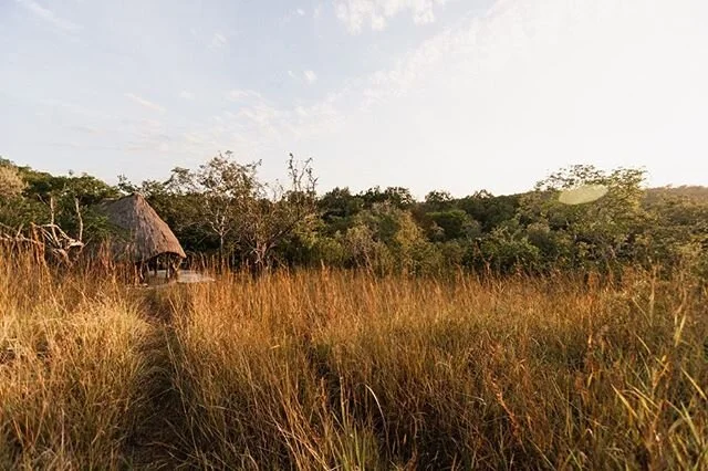 Some photos perfectly capturing the stunning scenery! Golden hour has never looked so good😉 
photo credits: Jana Arnold
&bull;
&bull;
&bull;
#kisampaconservancy #tanzania #goldenhour #conservation #protectingwildlife #africanwildlife #wildlifeconser