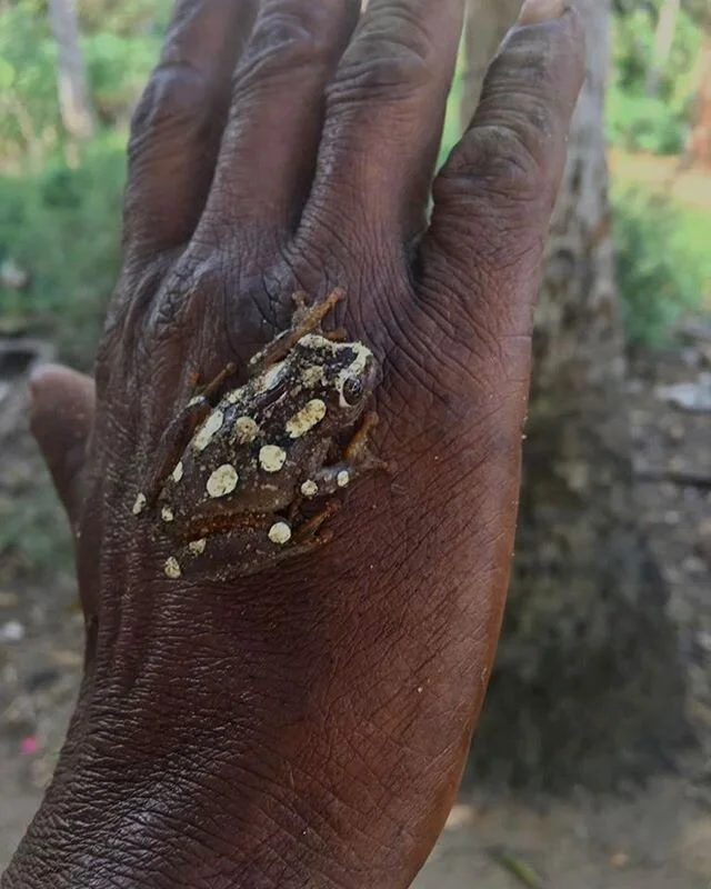 Check out these cool little critters!They were found in the Zaraningi forest, that neighbors Kisampa, and we think they are Tree Frogs. These little ones range from just 12-110mm in body length!
&bull;
&bull;
&bull;
#kisampaconservancy #tanzania #con