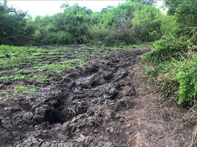 With an increase in animals comes an increase in animal activity. 🐾Tracks of a small antelope or monkey do not make a big difference, but in this case; what used to be a road has now become a highway for something other than cars! 
What do you think