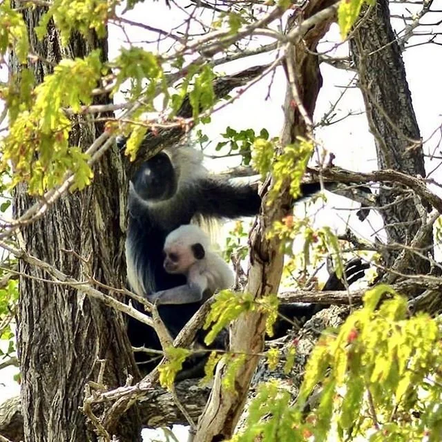 In addition to all the camera trap sightings, there have been lots of &lsquo;live&rsquo; sightings around camp. The ones getting increasingly curious; Colobus monkeys🐒 How cute is this little baby!
Have you been lucky to see any of these animals aro