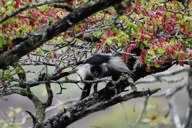 Dear friends of Kisampa,
It will come as no surprise that Kisampa (as well as many other community based conserved areas) is seriously struggling without the support of people who visit. With this in mind we are here to ask you whether you, or anyone