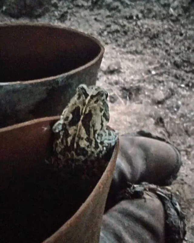 Reptiles🐍, amphibians🐸, insects🦋, mammals🐒; so many of them can be found on the conservancy. Can you spot the animal on the last picture??
&bull;
&bull;
&bull;
#kisampaconservancy #tanzania #conservation #africanmammals #amphibians #eastafricanre