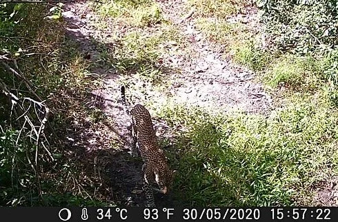 Leopard🐆 and honey badgers🦨 on the most recent camera trap photos. So good to see these elusive animals are active during the day too!
&bull;
&bull;
&bull;
#kisampaconservancy #tanzania #leopard #bigcatsofinstagram #africanbigcats #honeybadgerdontc