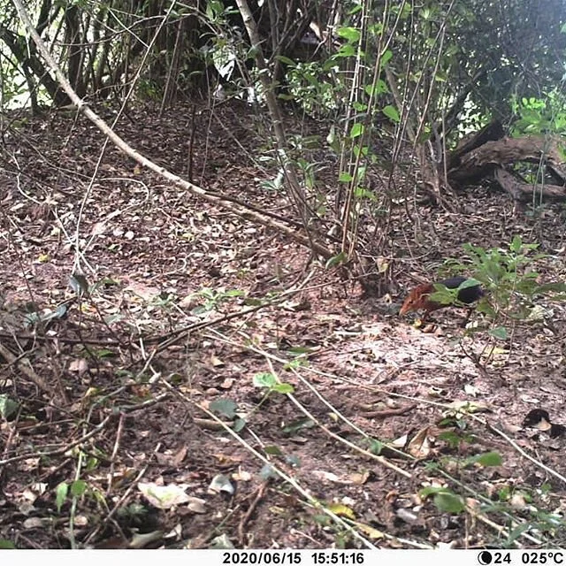 A very exciting moment: our first clear capture of the Zanj elephant shrew on camera!! Elephant shrews are part of the little 5, which also includes the leopard tortoise🐆, ant lion🦁, buffalo weaver🐃 and rhino beetle🦏.
&bull;
&bull;
&bull;
#kisamp