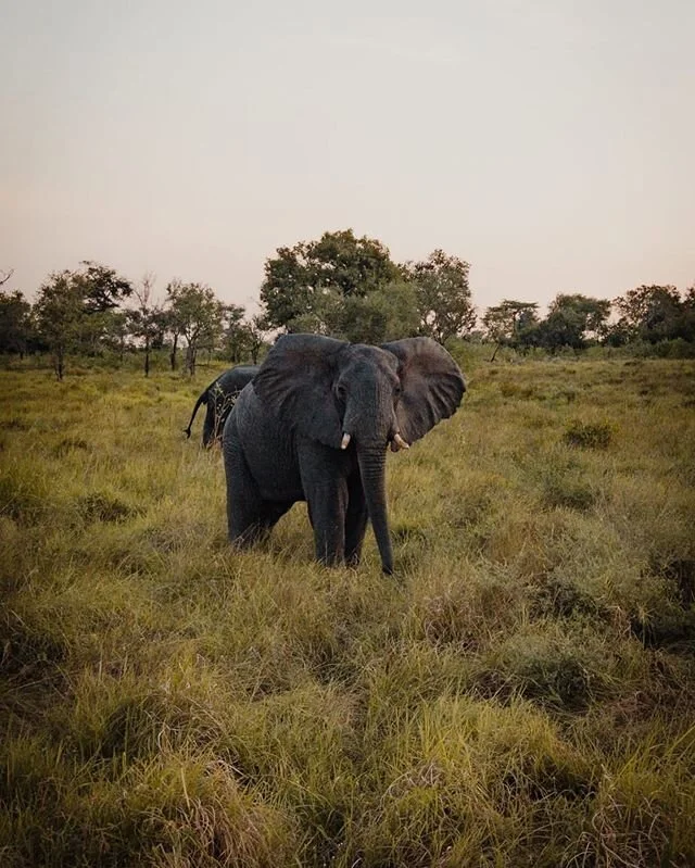 What an incredible photo taken recently at Kisampa by @jackswynnsta!! 📸
In the last couple of years we have seen a great increase in elephant activity and sightings. We are happy that they consider Kisampa a safe place to come too and call their hom