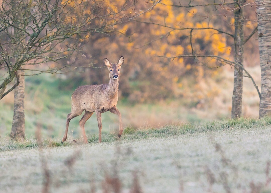 I'm still have to pinch myself sometimes to believe how lucky I am to live in Dorset. So much countryside and wildlife right on our doorstep.
Just a 10-15 minute walk from my house I came across this deer eating breakfast. I was far enough away I did