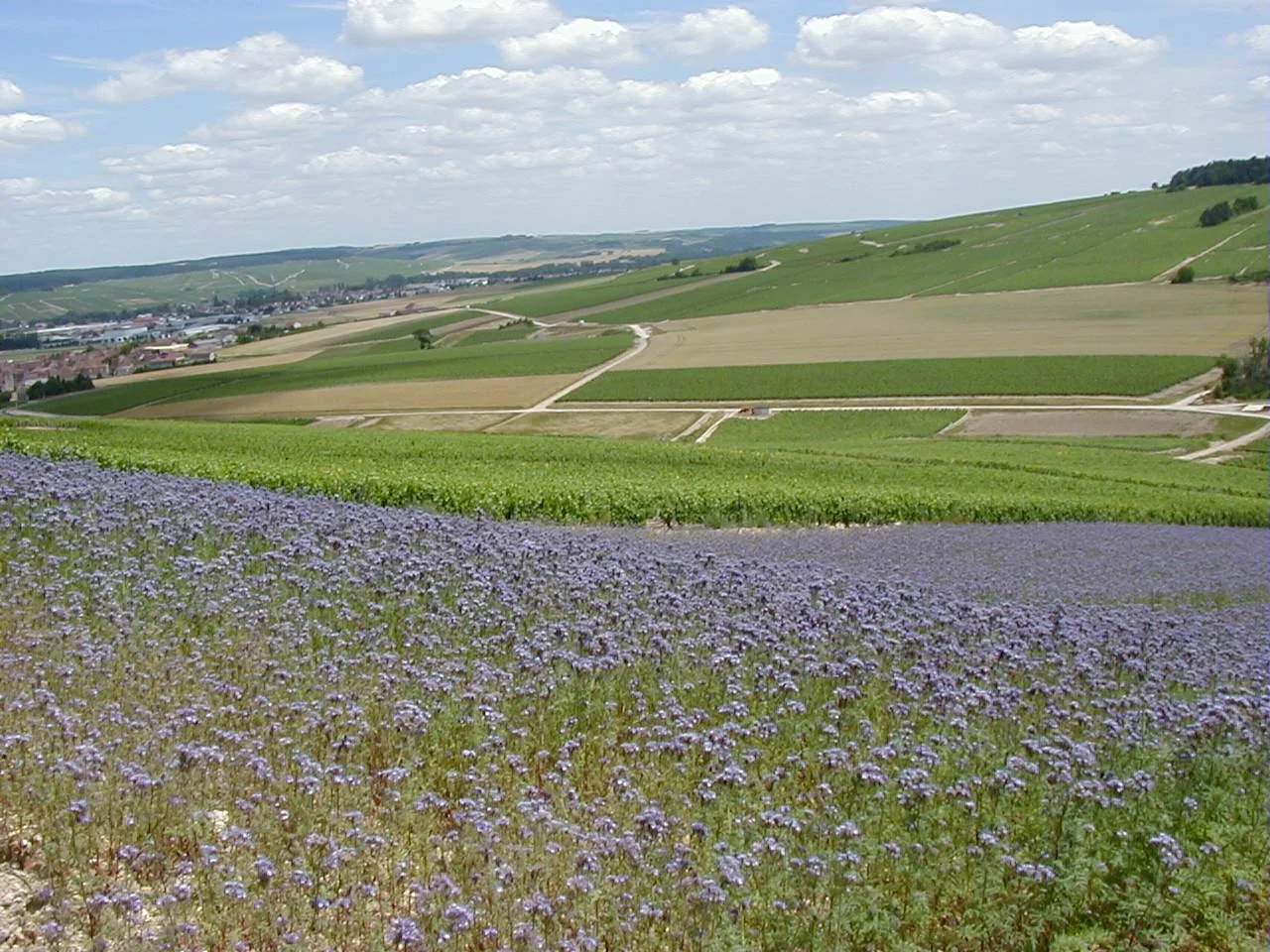 vigne arrache en repos.jpeg