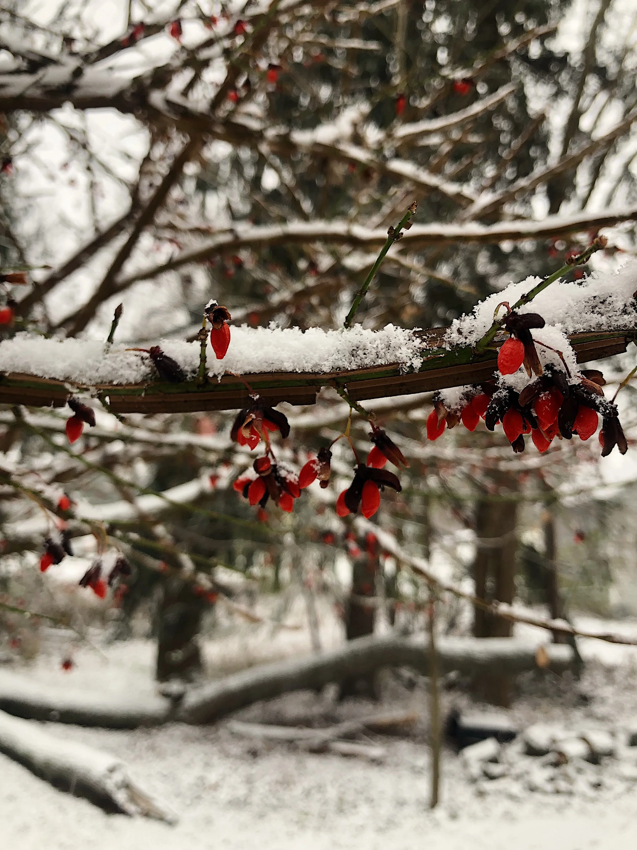 The Promise of Winter