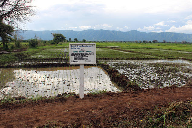  I dette området dyrker 250 Tanzanianske småprodusenter ris. 