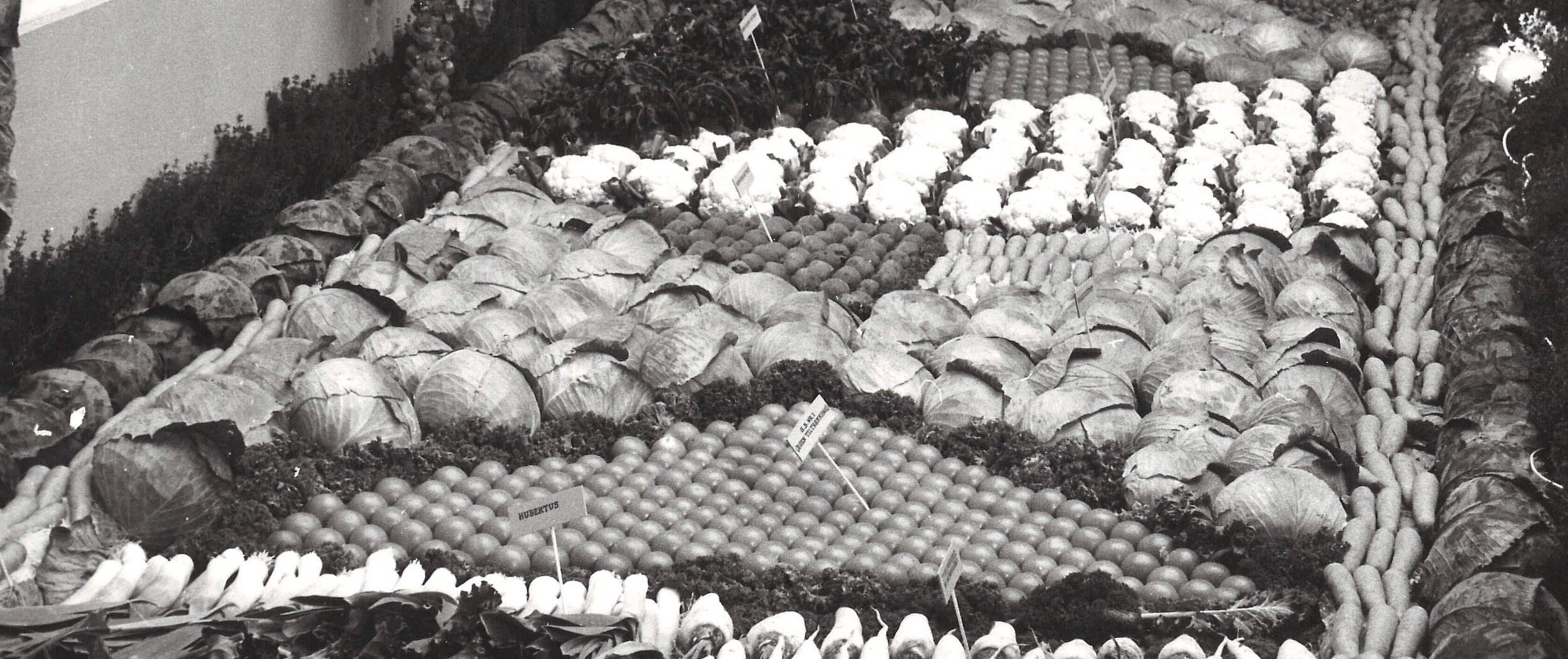 Grønnsaksutstilling Ekebergsletta 1959.jpg