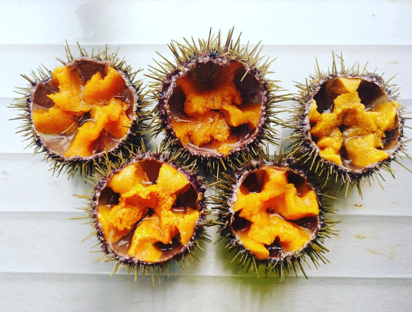 FINALIST: Urchinomics driver kråkebollebusiness for å redde tareskogen