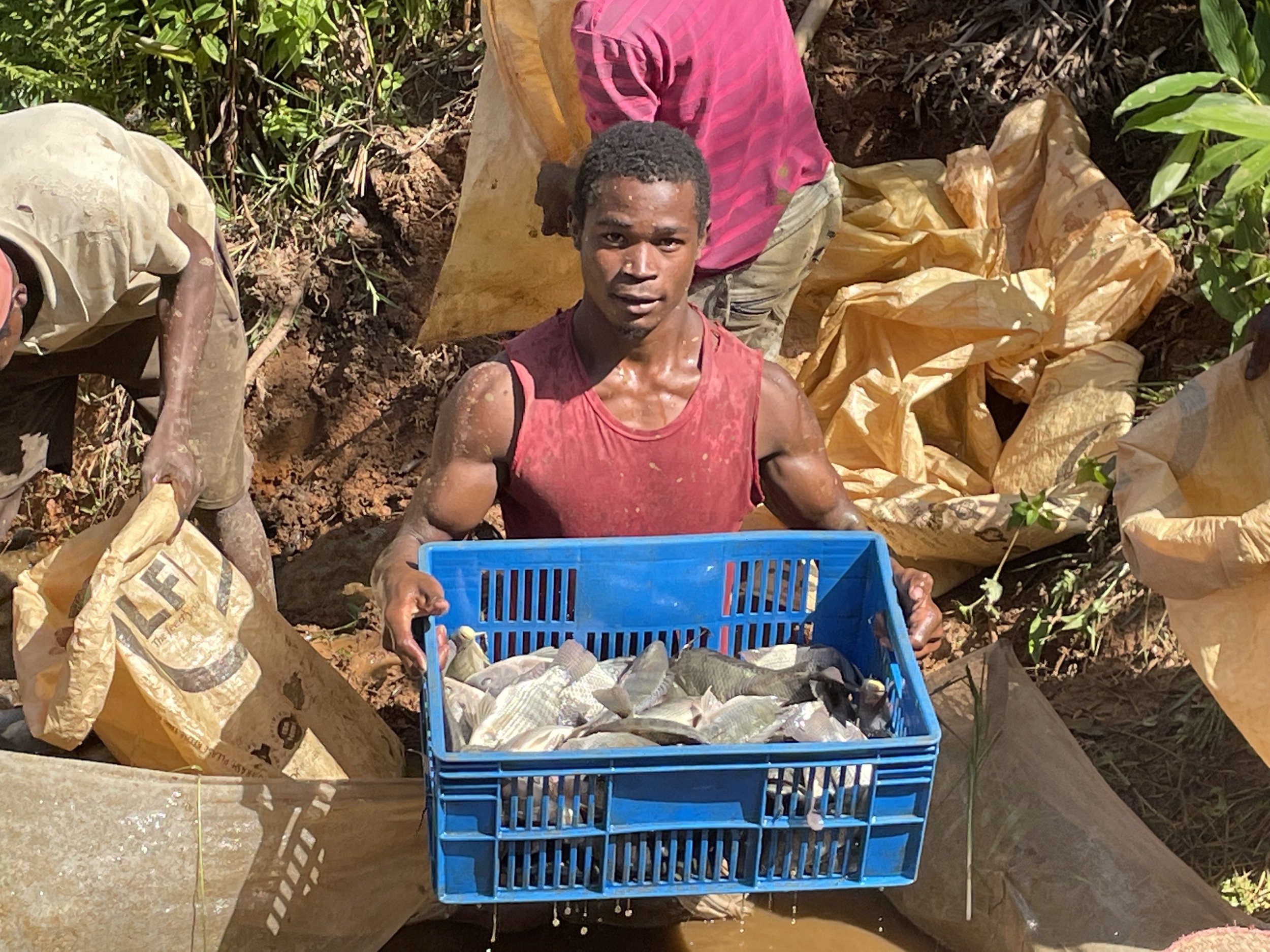  Høsting av fisk ved kooperativet lokalt 