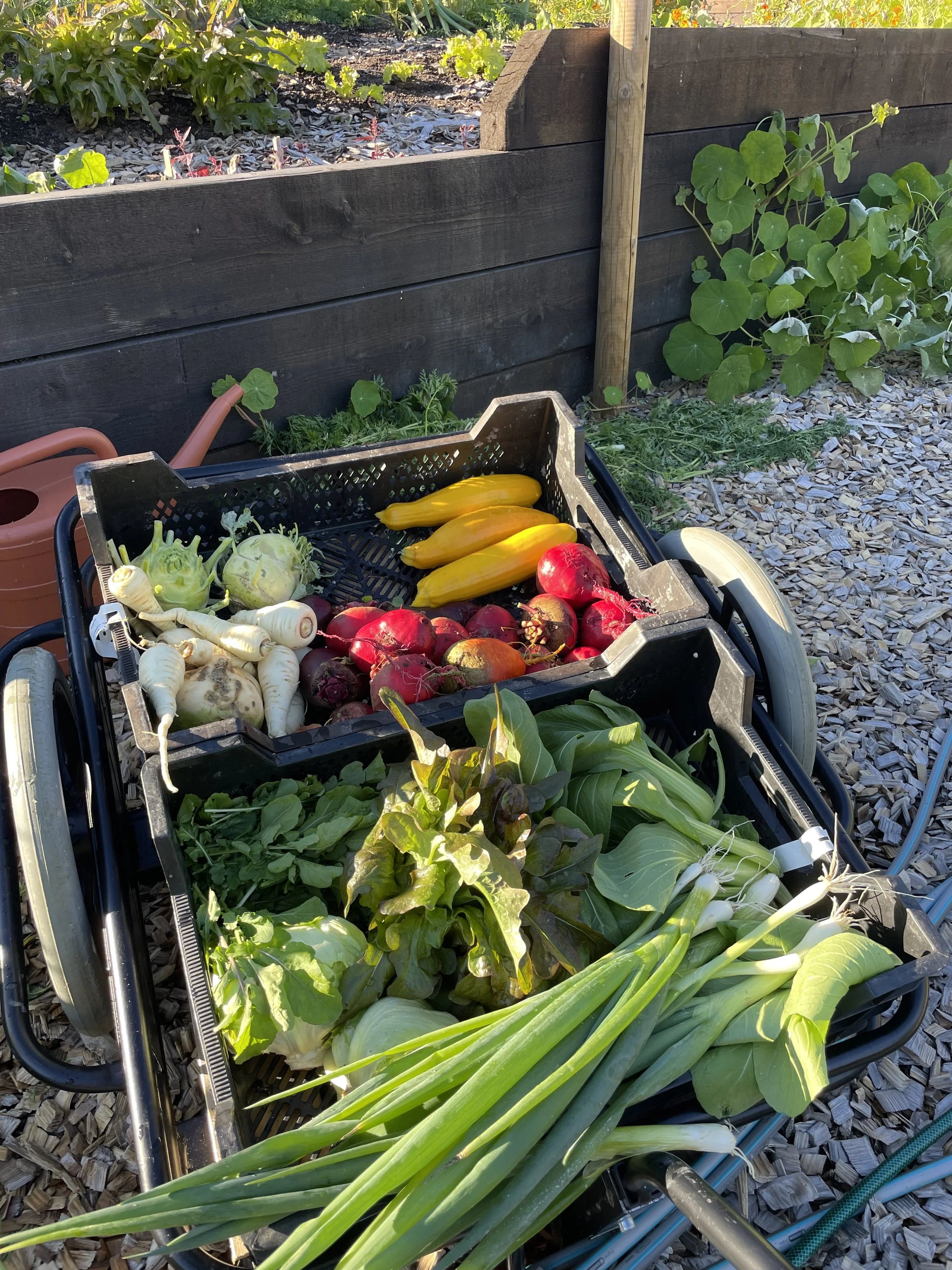 Norske frø til unge ganer_grønnsaksavling i tralle.jpg