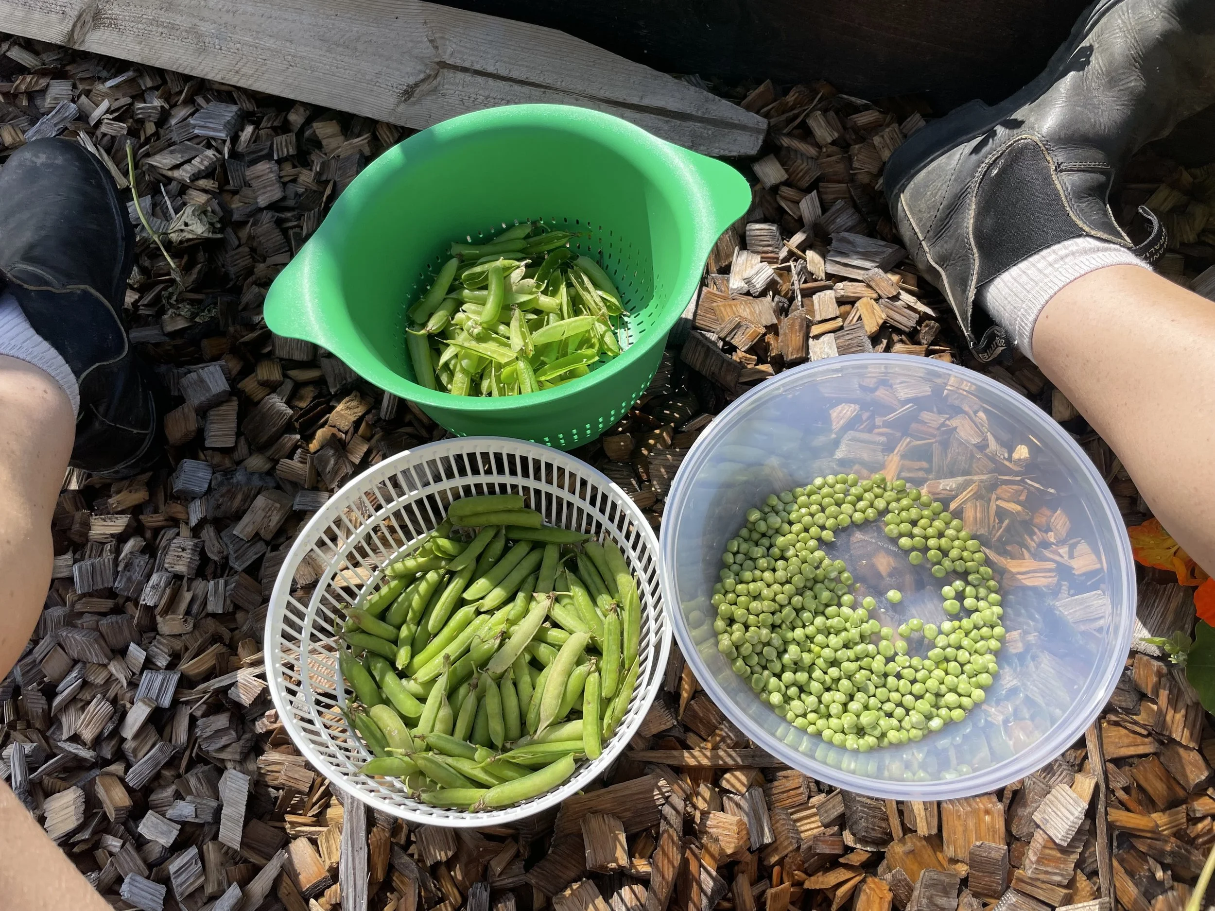 Rensing av jærert.jpg