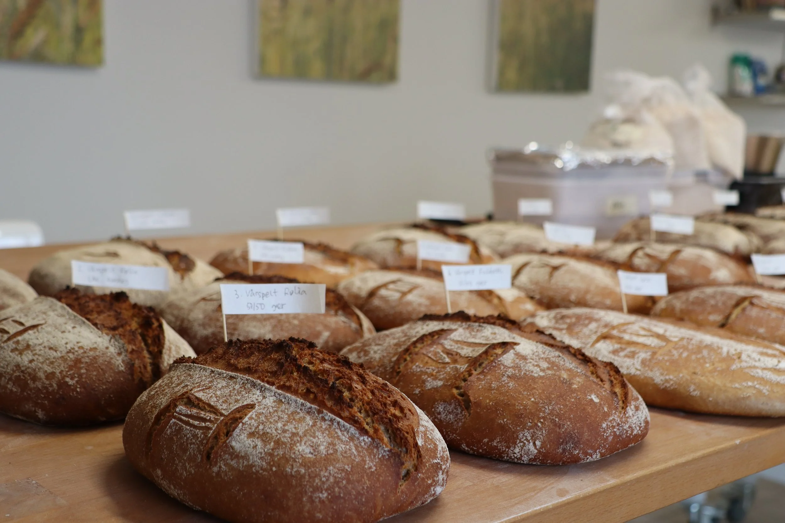 Webinar: Bakeegenskaper i gamle kornsorter