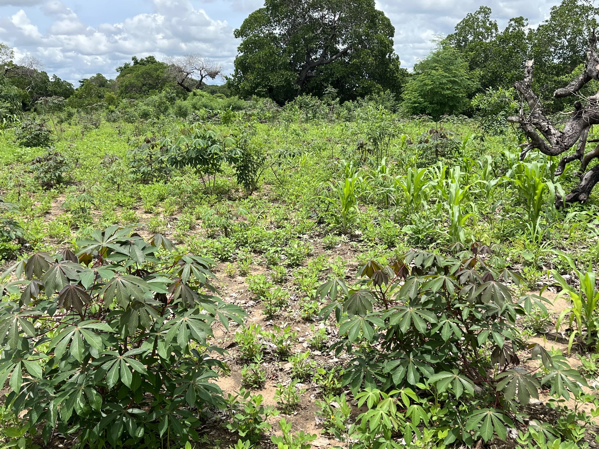 Agroforestry for økt matsikkerhet og inntekt i Mosambik