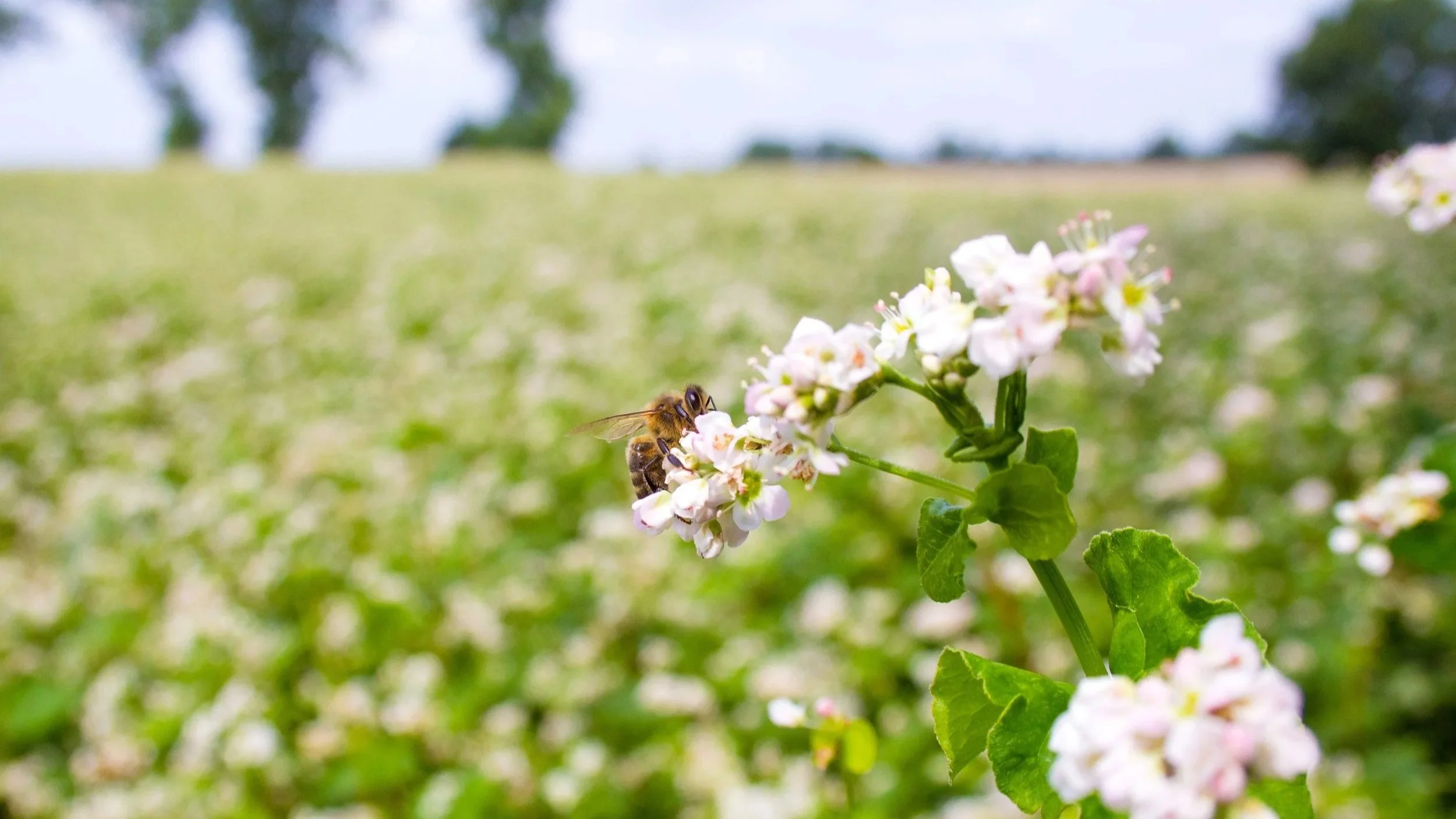 Webinar: Plant Breeding on Nature’s Terms