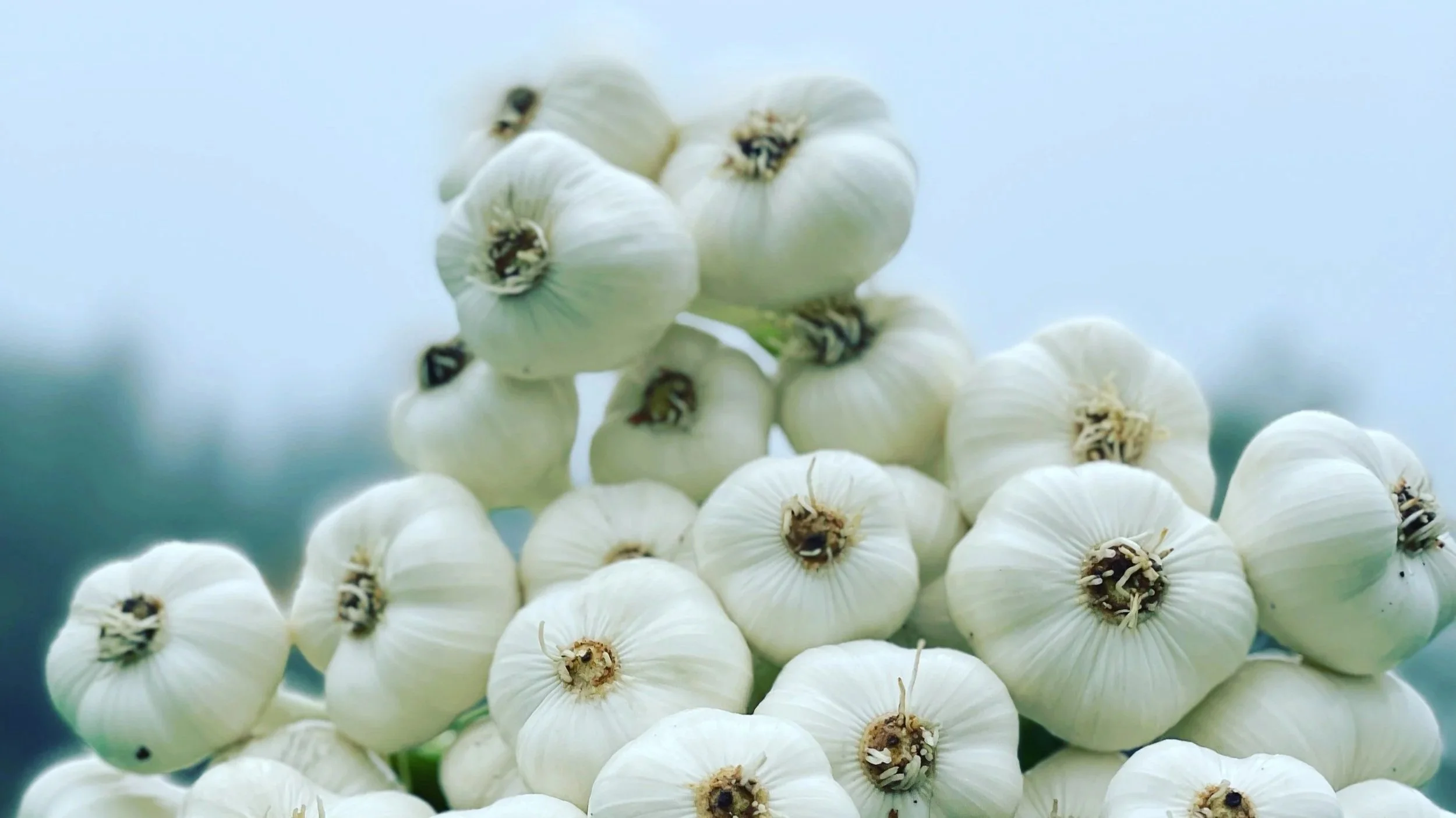 Importavhengigheten starter i matjorda