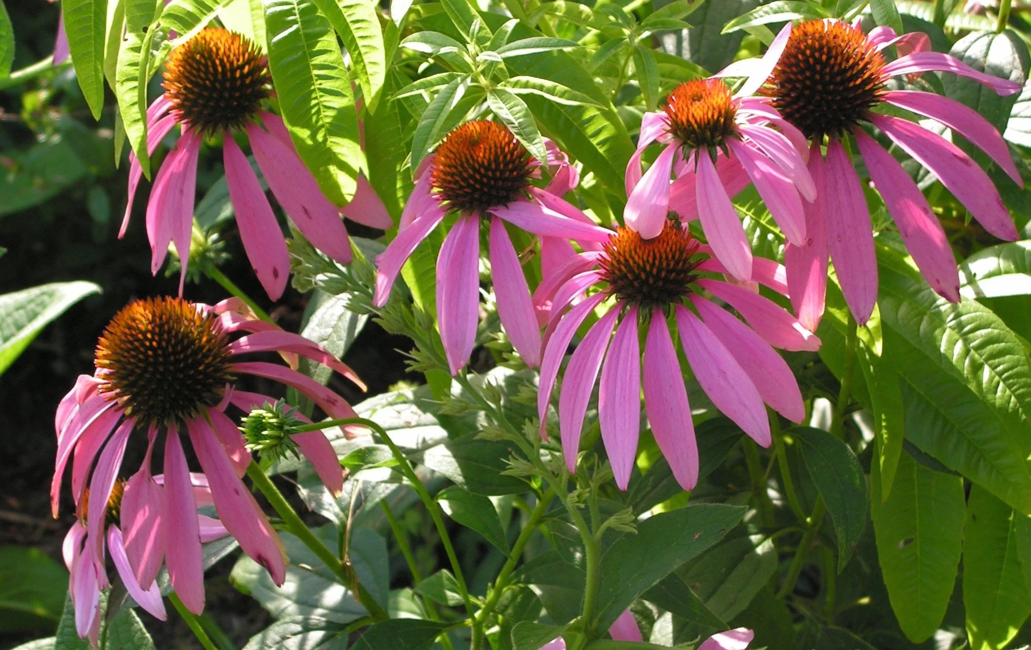 Echinacea banner crop.jpeg