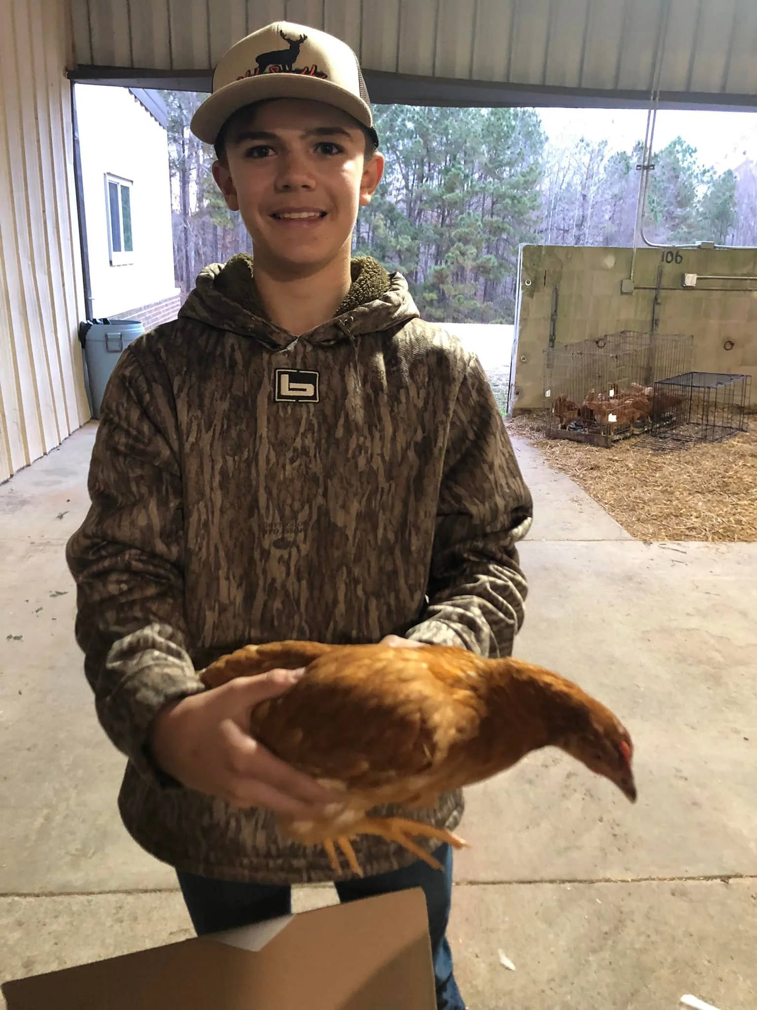 Laying Hen.jpg