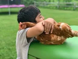 hen.jpg