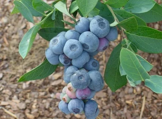 titan_berries__variety.jpg