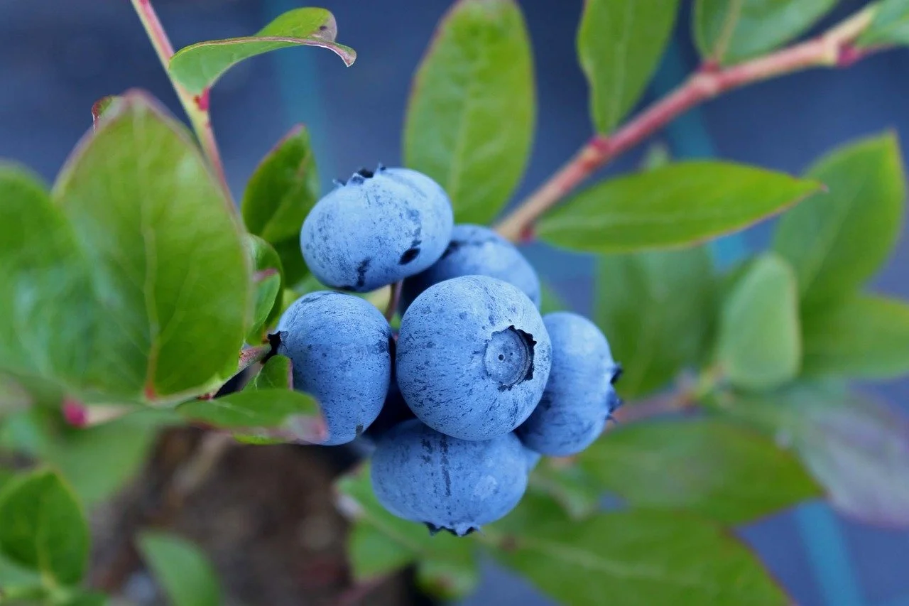blueberry-1062712_1280.jpg