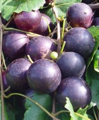Paulk-Muscadine.jpg