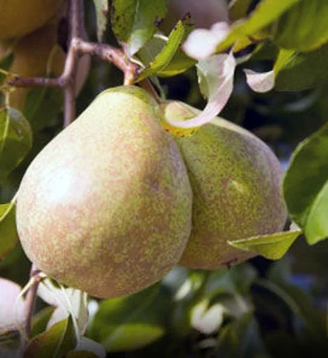 0000632_kieffer-pear_510.jpg