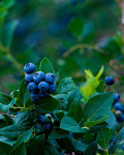 0003522_powder-blue-blueberry_510.png