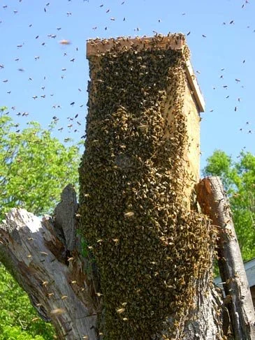 swarm-trap-bees-enter.jpg