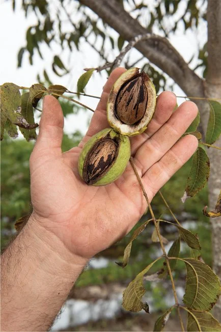 tree-nursery-varieties.jpg