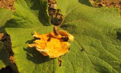 Squash_bugs_ cucumber_beetles_killed_Blue_Hubbard_squash.jpg