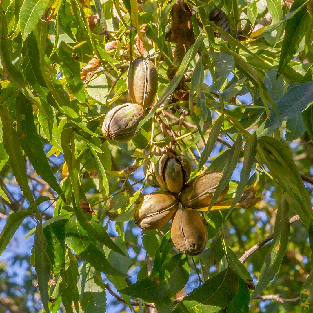 creekpecan_1_1080x.webp