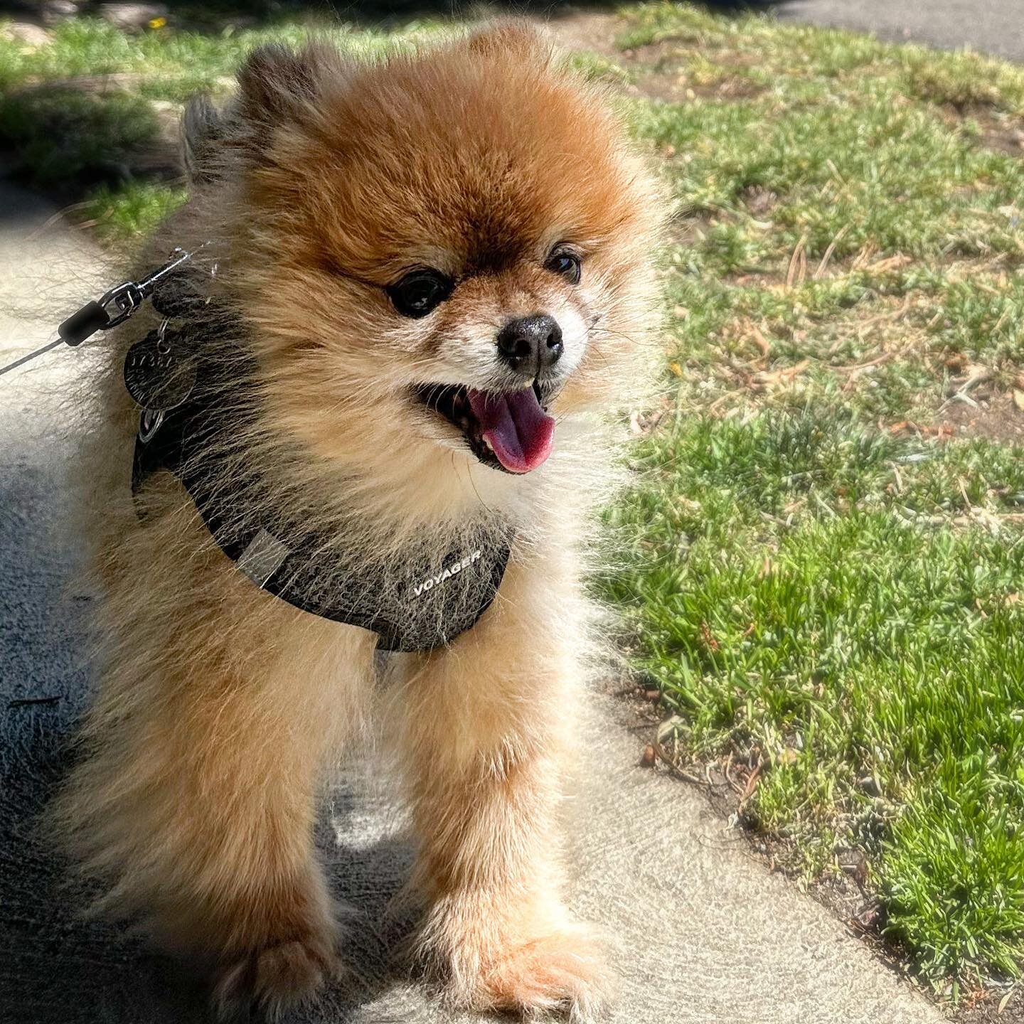 My Pomeranian Mugi Barley is having a day full of fun in the sun!