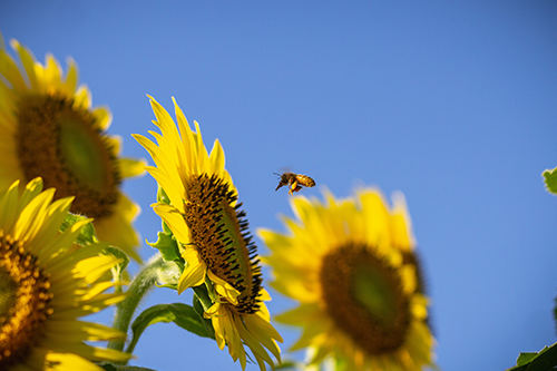 Kidsville Bee Pollinator Activity