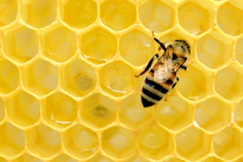 6 Ways to Help Honeybees