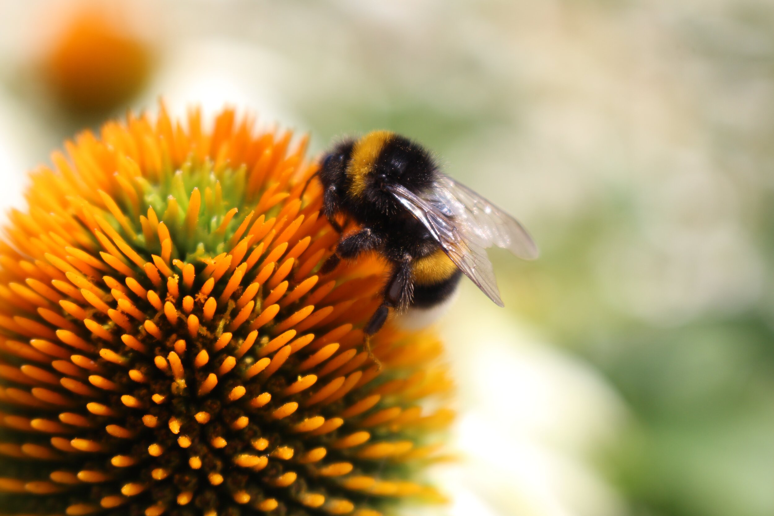 Colony Collapse Disorder Action Plan